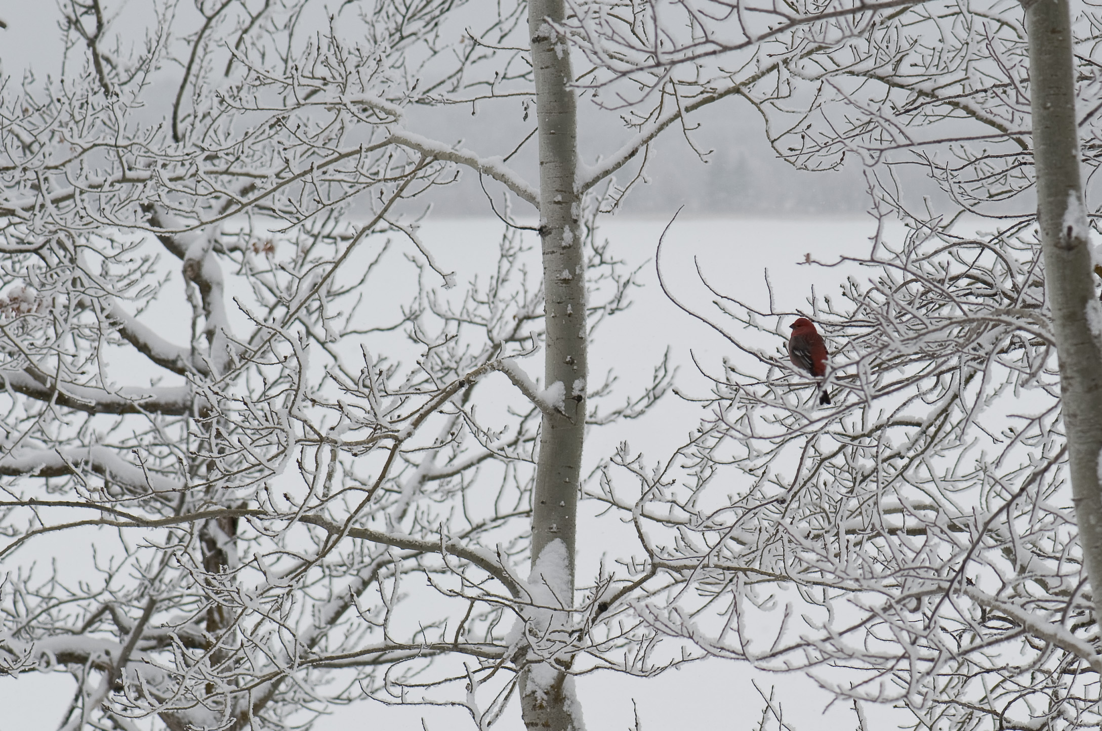 September 2009 to March 2010-4527